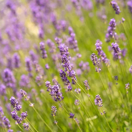 Appartement Hillside